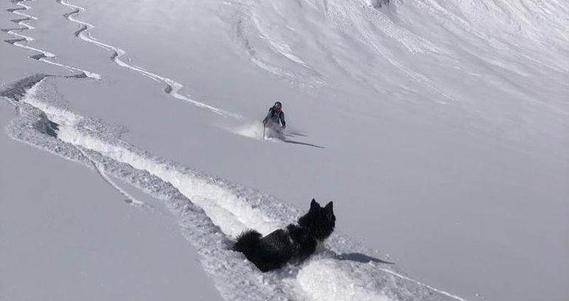 8 Tipps für Skitouren mit Hund | alpinonline